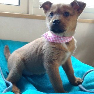 陽気で懐っこい女の子♡ココちゃん　1ヶ月半