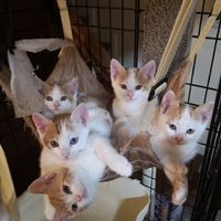 【募集終了】7匹の子ねこ