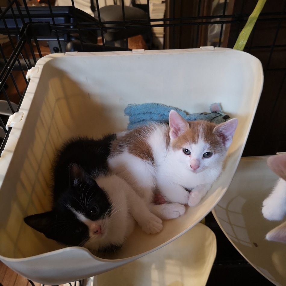 【募集終了】7匹の子ねこのカバー写真