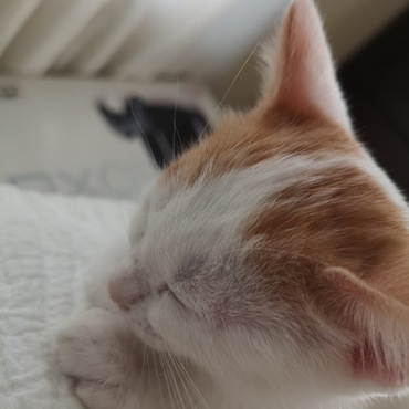 気持ちよさそうに寝ています