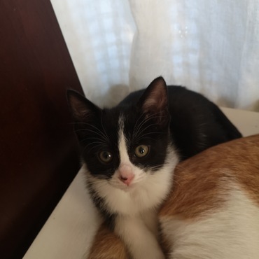 ぱっちりおめめが可愛いです