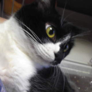 家族として終生大切にして下さる方