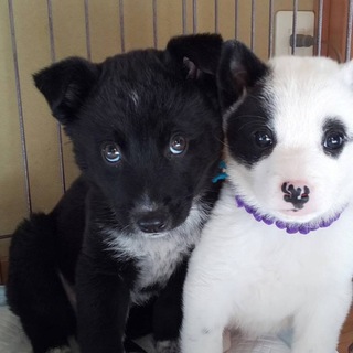 シャイな男の子　クロスケ君