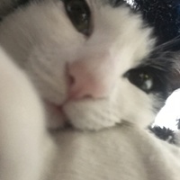 ましゅ