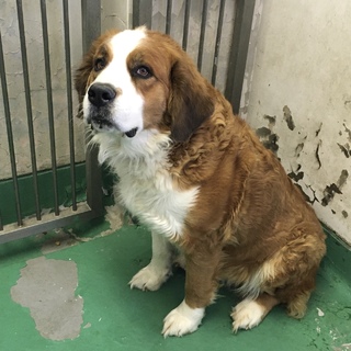 バーニーズ風雑種成犬メス・170