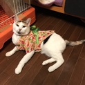 甘えん坊な珍しい薄い三毛の女の子