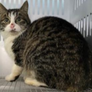 里親決まりました。