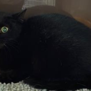 譲渡されました。