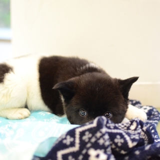 小さくてもクールビューティー♪クラムちゃん