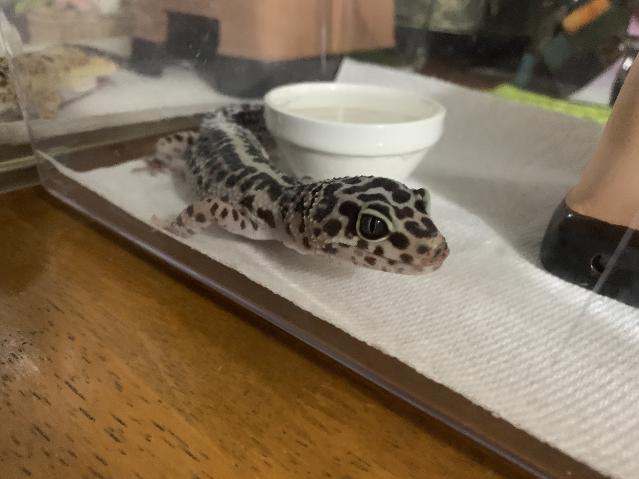 爬虫類飼育ケージ レオパ（ヒョウモントカゲモドキ）里親募集のため