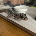 ヒョウモントカゲモドキ　レオパ　ローズちゃん
