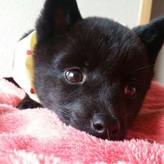 ちびっこいポトフちゃん♪ 2ヶ月齢