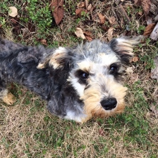 ライトグレー３歳元気な女の子シュナ