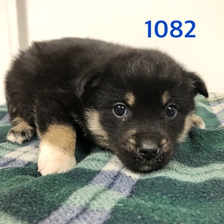 里親決定しました。