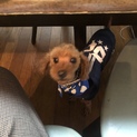 トイプードル　成犬　9歳♂