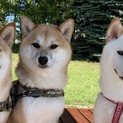 柴犬3歳里親募集