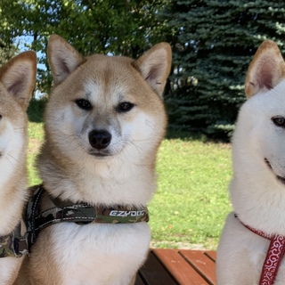 柴犬3歳里親募集