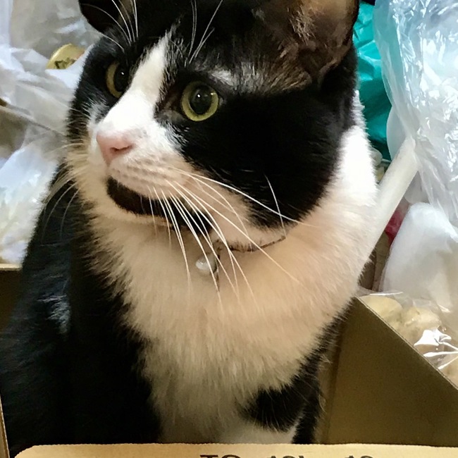 　モトキのカバー写真
