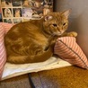 多頭飼育崩壊で保護 サムネイル3