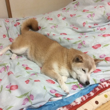 ちょここんママ♡チャムまま♡無理しないでね‼　来れるときにここに来てね♪