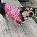 小ぶり飼いやすいニコルちゃん ２歳