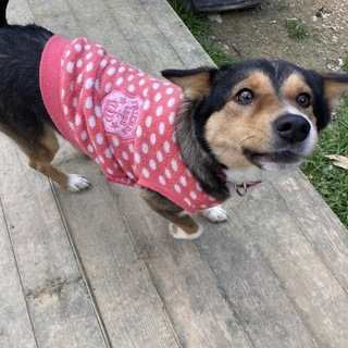 小ぶり飼いやすいニコルちゃん ２歳