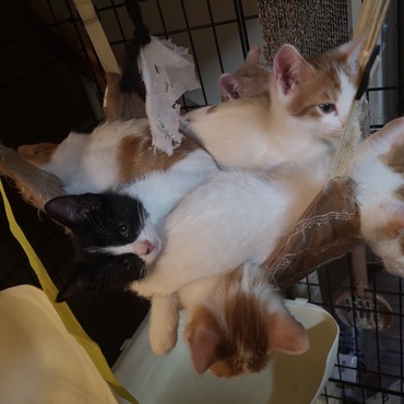 ハンモックに溢れんばかりに乗っております^^; 苦しくないのかな…？