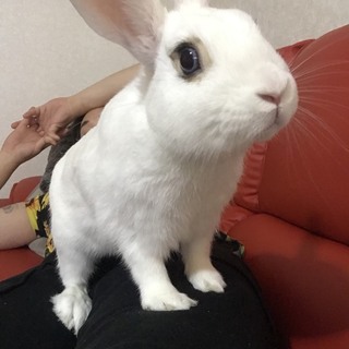 うさぎ里親募集！