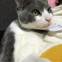 わらび