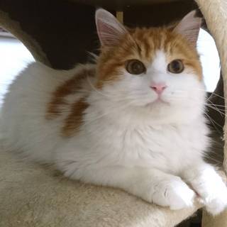 【2/23お台場】穏やかで飼いやすい茶白長毛兄弟