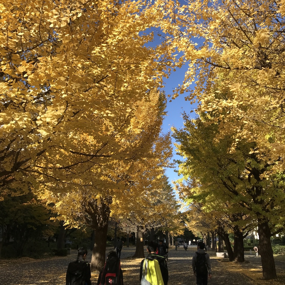 ハウのカバー写真