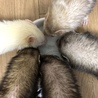 ココア✩.*˚