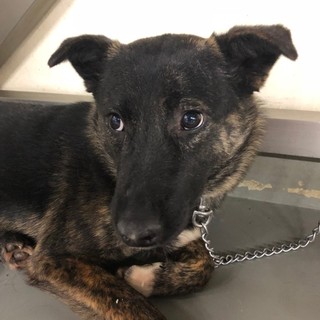 可愛いオメメのふなくろ君→トライアル決定