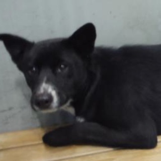 団体様より引き出し。成犬♀339