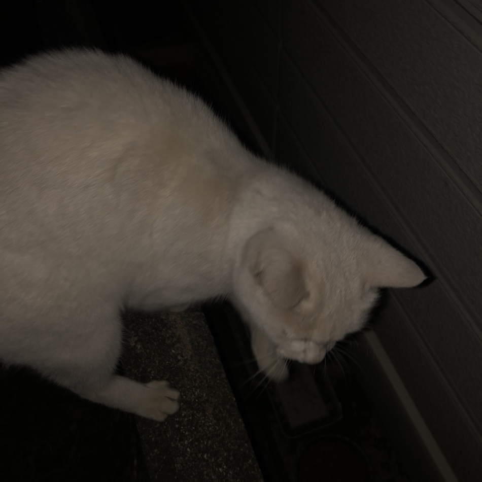 ジュニアのカバー写真