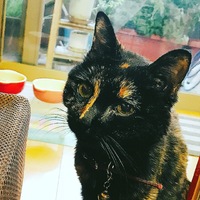 テフ