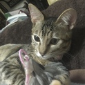甘えん坊で添い寝大好きのキジトラちゃん