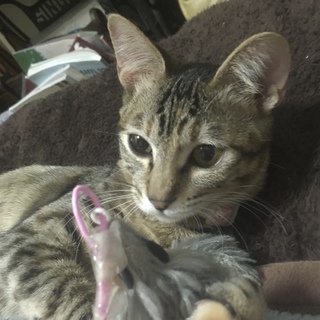 甘えん坊で添い寝大好きのキジトラちゃん