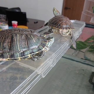 ミシシッピアカミミガメ 2匹(♂)