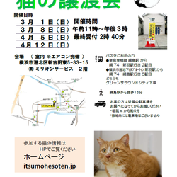 いつもへそ天 猫の譲渡会
