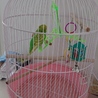 セイセイインコ♀ ピーちゃん サムネイル2
