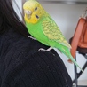 セイセイインコ♀ ピーちゃん サムネイル3