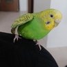 セイセイインコ♀ ピーちゃん サムネイル6
