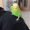 セイセイインコ♀ ピーちゃん サムネイル7
