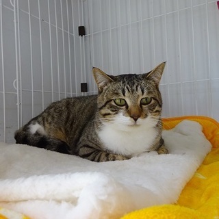 コンビニ置き去り猫　動画有り