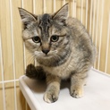 さくらちゃん(仮)〜まぁるいお顔がかわいい〜