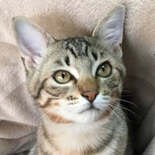 募集一時停止☆可愛いキジトラ男子　コウタくん☆