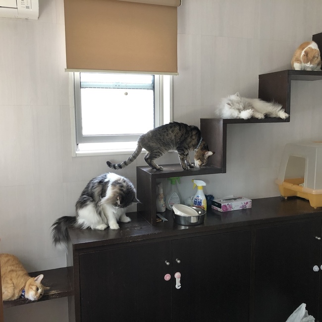 やす猫のカバー写真