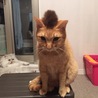 やす猫