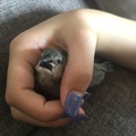 飼い主の体調不良のため募集停止